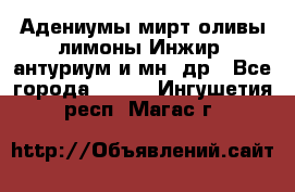 Адениумы,мирт,оливы,лимоны,Инжир, антуриум и мн .др - Все города  »    . Ингушетия респ.,Магас г.